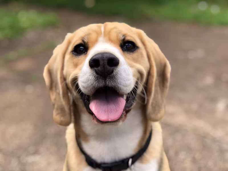 Capa de Chuva para Cães